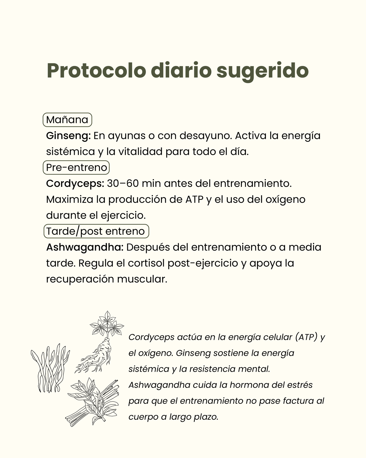⚡ Pack Energía & Rendimiento